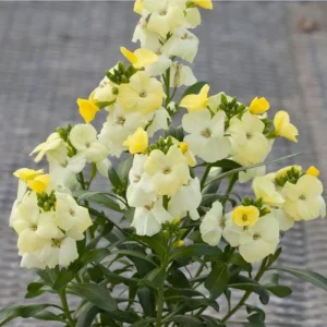 Wallflower Erysimum Primrose Live Starter Plant – 4-inch Pot – Beautiful Garden Flowers - Image 5