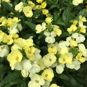 Wallflower Erysimum Primrose Live Starter Plant – 4-inch Pot – Beautiful Garden Flowers - Image 6