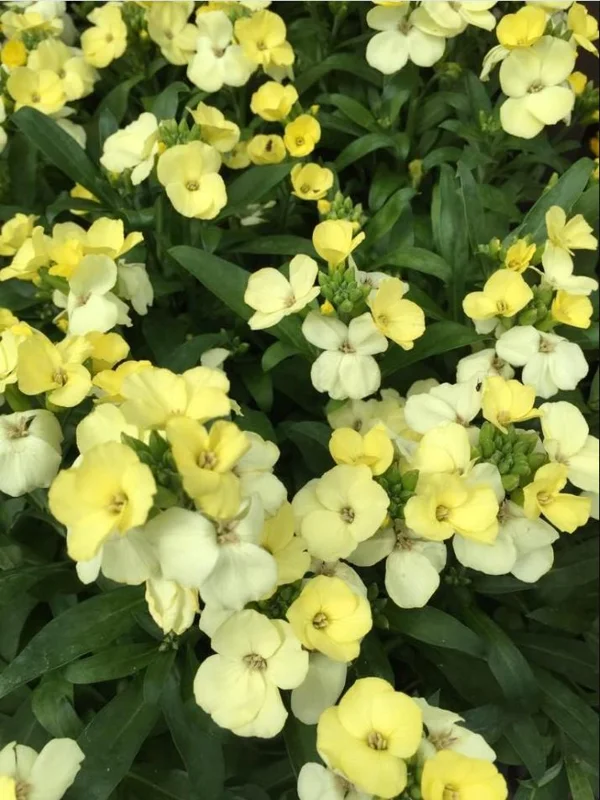 Wallflower Erysimum Primrose Live Starter Plant – 4-inch Pot – Beautiful Garden Flowers - Image 6