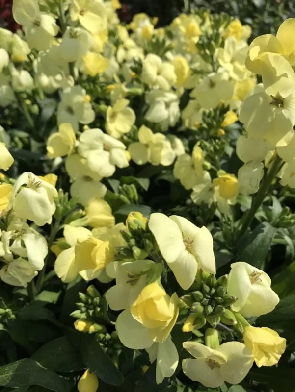 Wallflower Erysimum Primrose Live Starter Plant – 4-inch Pot – Beautiful Garden Flowers - Image 7