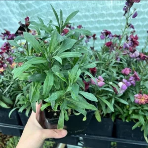 Wallflower Erysimum Primrose Live Starter Plant – 4-inch Pot – Beautiful Garden Flowers - Image 8