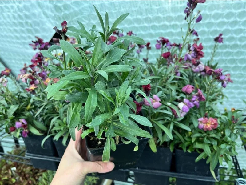 Wallflower Erysimum Primrose Live Starter Plant – 4-inch Pot – Beautiful Garden Flowers - Image 8