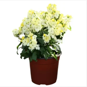 Wallflower Erysimum Primrose Live Starter Plant – 4-inch Pot – Beautiful Garden Flowers - Image 1