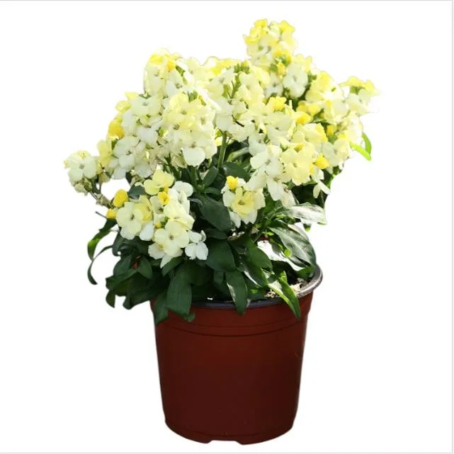 Wallflower Erysimum Primrose Live Starter Plant – 4-inch Pot – Beautiful Garden Flowers - Image 1