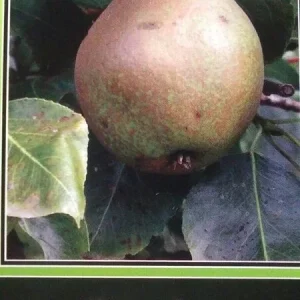 Warren Pear Tree 4-6 FT Tall - Sweet & Juicy Fruit Live Plant for Home Orchard - Image 1