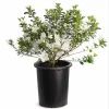 White Azalea Live Plant - Formosa Shrub, 6-8 Inch Tall, 3 Inch Pot - Image 1