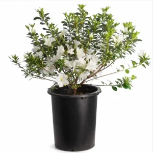 White Azalea Live Plant - Formosa Shrub, 6-8 Inch Tall, 3 Inch Pot - Image 1