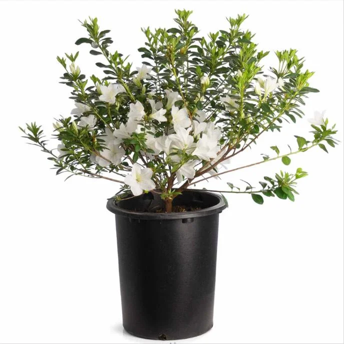 White Azalea Live Plant - Formosa Shrub, 6-8 Inch Tall, 3 Inch Pot - Image 1