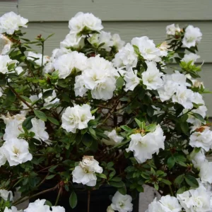 White Azalea Live Plant - Formosa Shrub, 6-8 Inch Tall, 3 Inch Pot - Image 10