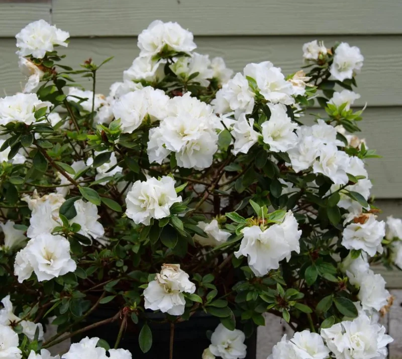 White Azalea Live Plant - Formosa Shrub, 6-8 Inch Tall, 3 Inch Pot - Image 10