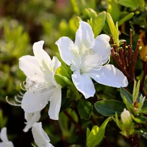 White Azalea Live Plant - Formosa Shrub, 6-8 Inch Tall, 3 Inch Pot - Image 2