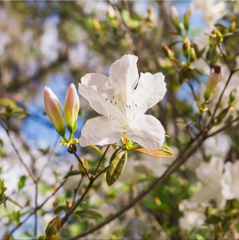 White Azalea Live Plant - Formosa Shrub, 6-8 Inch Tall, 3 Inch Pot - Image 3