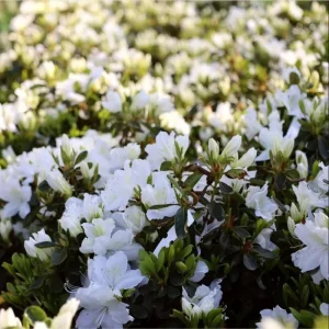 White Azalea Live Plant - Formosa Shrub, 6-8 Inch Tall, 3 Inch Pot - Image 4