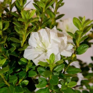 White Azalea Live Plant - Formosa Shrub, 6-8 Inch Tall, 3 Inch Pot - Image 6