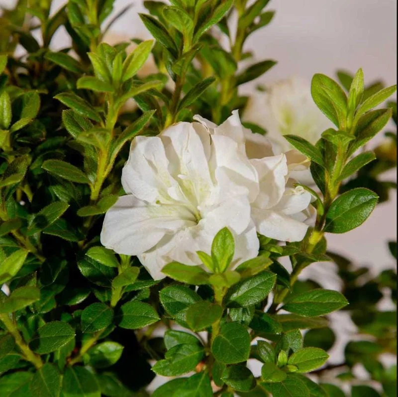 White Azalea Live Plant - Formosa Shrub, 6-8 Inch Tall, 3 Inch Pot - Image 6