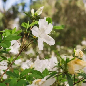 White Azalea Live Plant - Formosa Shrub, 6-8 Inch Tall, 3 Inch Pot - Image 7