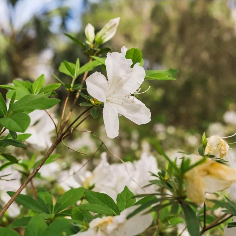 White Azalea Live Plant - Formosa Shrub, 6-8 Inch Tall, 3 Inch Pot - Image 7