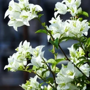 White Bougainvillea Live Plant - 4 Inch Pot - Outdoor Shrub for Garden - Image 10