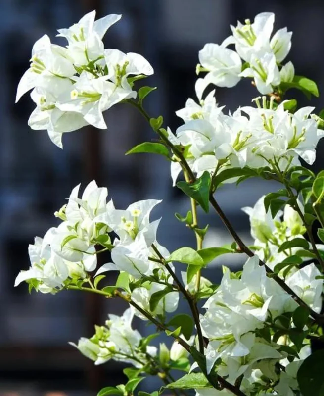 White Bougainvillea Live Plant - 4 Inch Pot - Outdoor Shrub for Garden - Image 10
