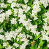 White Bougainvillea Live Plant - 4 Inch Pot - Outdoor Shrub for Garden - Image 1
