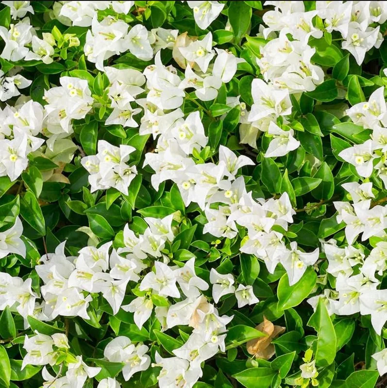 White Bougainvillea Live Plant - 4 Inch Pot - Outdoor Shrub for Garden - Image 1