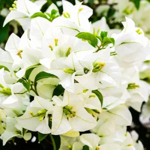 White Bougainvillea Live Plant - 4 Inch Pot - Outdoor Shrub for Garden - Image 3