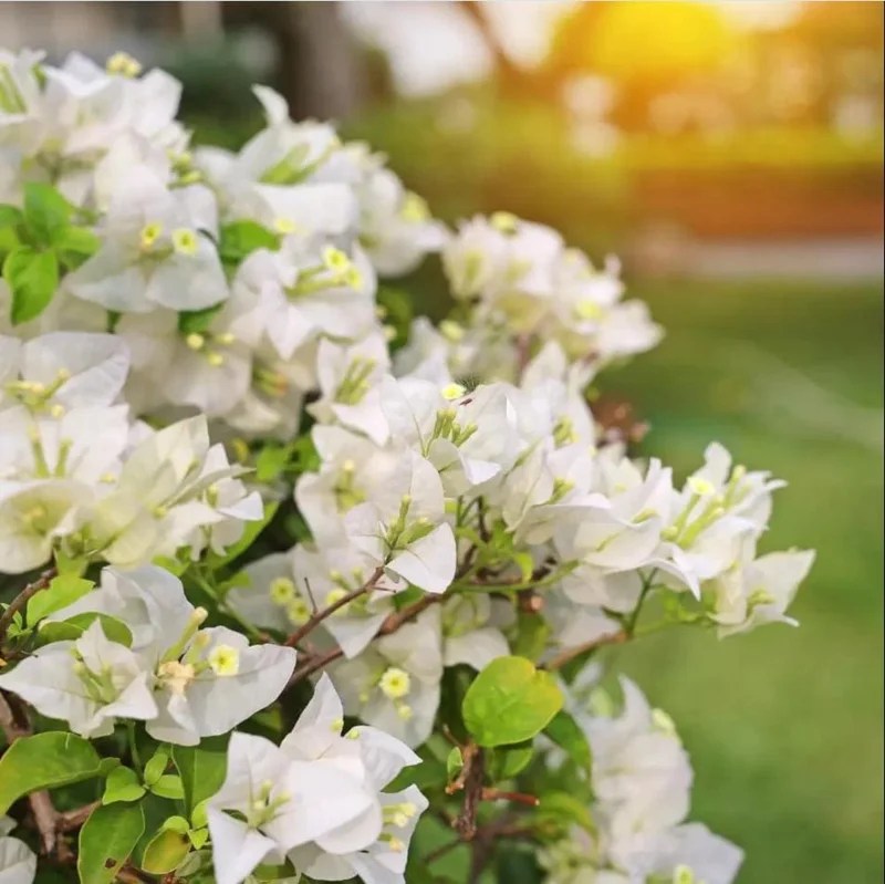 White Bougainvillea Live Plant - 4 Inch Pot - Outdoor Shrub for Garden - Image 4