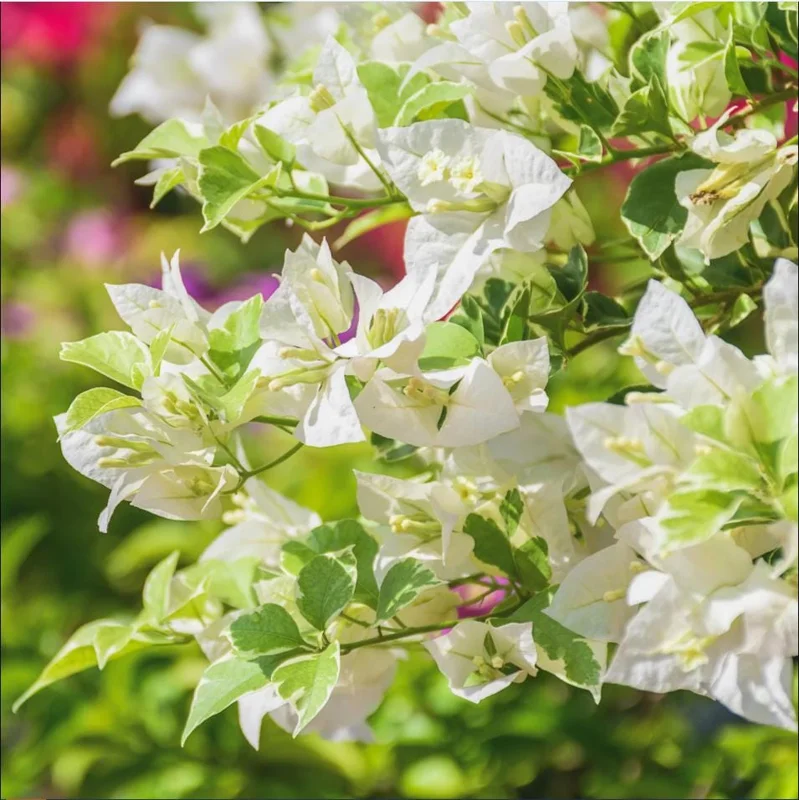 White Bougainvillea Live Plant - 4 Inch Pot - Outdoor Shrub for Garden - Image 5