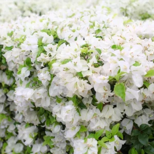 White Bougainvillea Live Plant - 4 Inch Pot - Outdoor Shrub for Garden - Image 6