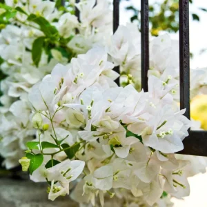 White Bougainvillea Live Plant - 4 Inch Pot - Outdoor Shrub for Garden - Image 7