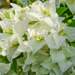 White Bougainvillea Live Plant - 4 Inch Pot - Outdoor Shrub for Garden - Image 8