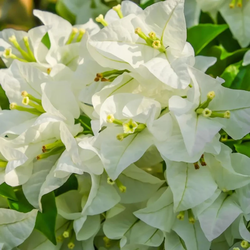 White Bougainvillea Live Plant - 4 Inch Pot - Outdoor Shrub for Garden - Image 8