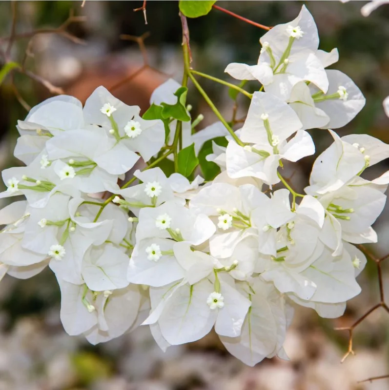 White Bougainvillea Live Plant - 4 Inch Pot - Outdoor Shrub for Garden - Image 9