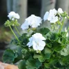 White Geranium Live Starter Plant, 2-3 Inch Tall, Pack of 2, White Flower Plant - Image 1