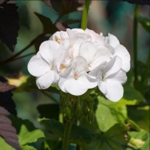 White Geranium Live Starter Plant, 2-3 Inch Tall, Pack of 2, White Flower Plant - Image 3