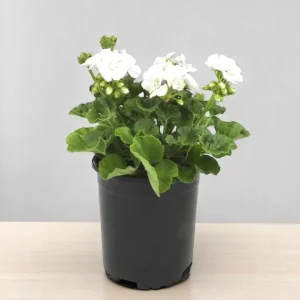 White Geranium Live Starter Plant, 2-3 Inch Tall, Pack of 2, White Flower Plant - Image 4