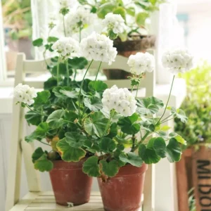 White Geranium Live Starter Plant, 2-3 Inch Tall, Pack of 2, White Flower Plant - Image 5