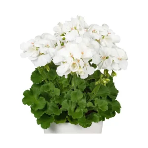White Geranium Live Starter Plant, 2-3 Inch Tall, Pack of 2, White Flower Plant - Image 6