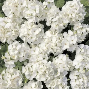 White Geranium Live Starter Plant, 2-3 Inch Tall, Pack of 2, White Flower Plant - Image 7