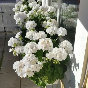White Geranium Live Starter Plant, 2-3 Inch Tall, Pack of 2, White Flower Plant - Image 8
