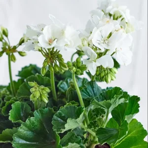 White Geranium Live Starter Plant, 2-3 Inch Tall, Pack of 2, White Flower Plant - Image 9