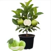 White Guava Live Plant – Sweet Tropical Fruit Tree Seedling – 4-8 Inch Tall – 4 Inch Pot - Image 1