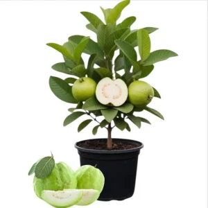 White Guava Live Plant – Sweet Tropical Fruit Tree Seedling – 4-8 Inch Tall – 4 Inch Pot - Image 1