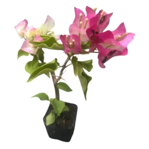 White Pink Bougainvillea Live Plant – 4 Inch Pot Starter for Outdoor Garden - Image 10