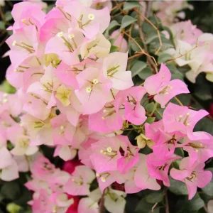 White Pink Bougainvillea Live Plant – 4 Inch Pot Starter for Outdoor Garden - Image 3