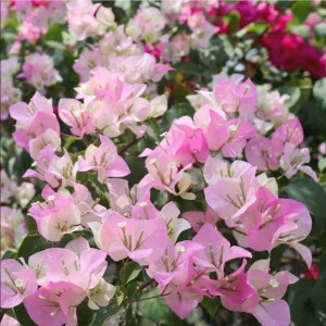 White Pink Bougainvillea Live Plant – 4 Inch Pot Starter for Outdoor Garden - Image 4