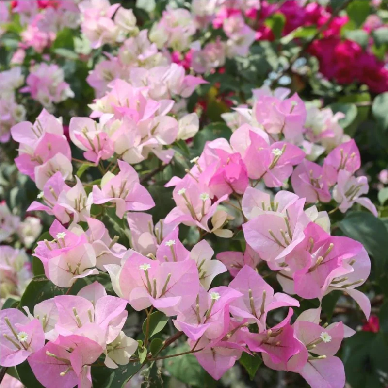 White Pink Bougainvillea Live Plant – 4 Inch Pot Starter for Outdoor Garden - Image 4