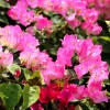 White Pink Bougainvillea Live Plant – 4 Inch Pot Starter for Outdoor Garden - Image 1
