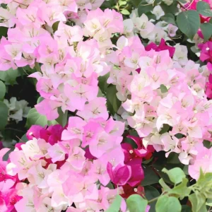 White Pink Bougainvillea Live Plant – 4 Inch Pot Starter for Outdoor Garden - Image 6