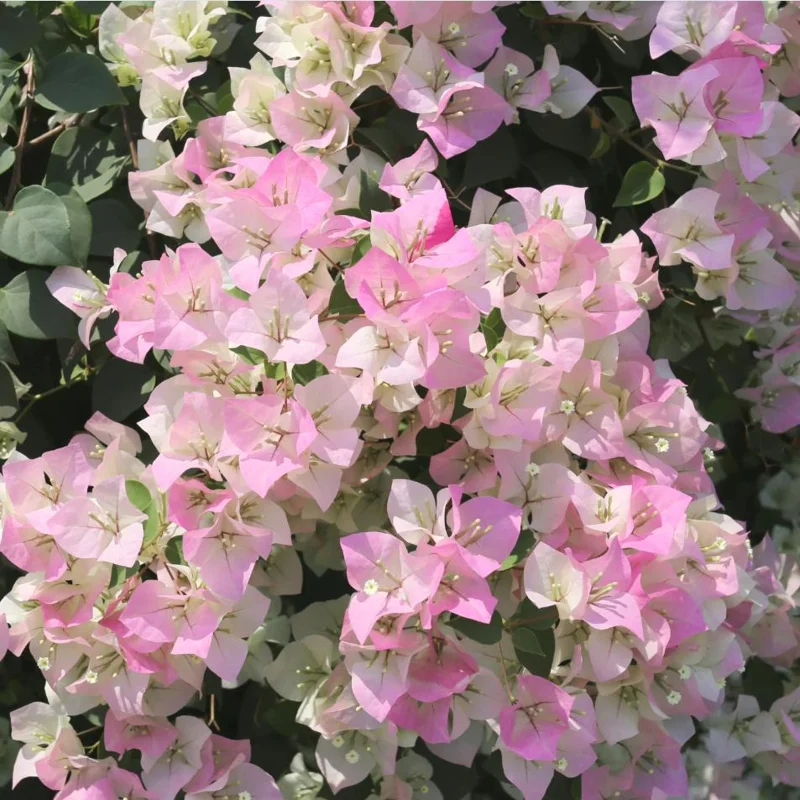 White Pink Bougainvillea Live Plant – 4 Inch Pot Starter for Outdoor Garden - Image 7